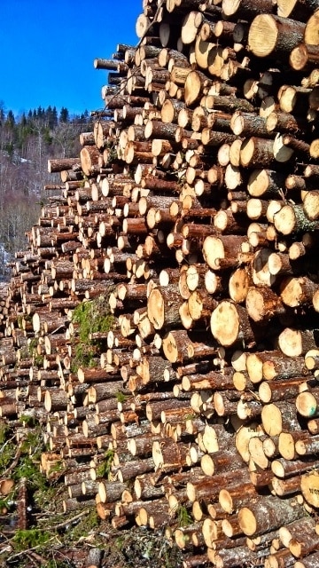 You are currently viewing Grown-up Travel Guide Daily Photo: Log pile, Mosvika, Norway