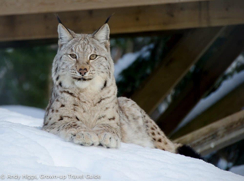 Read more about the article Grown-up Travel Guide’s Best Photos: Eurasian Lynx, Namsskogan, Norway