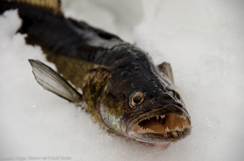 Sahanlahti ice fishing catch