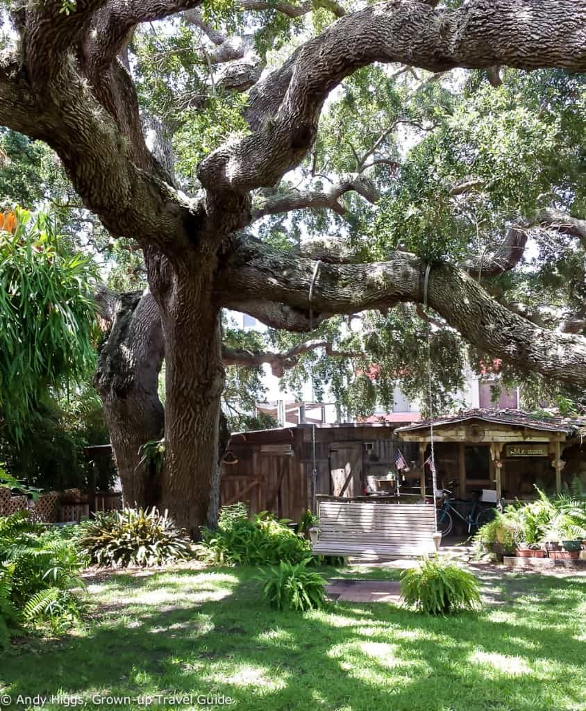 Cedar Key B&B garden tree