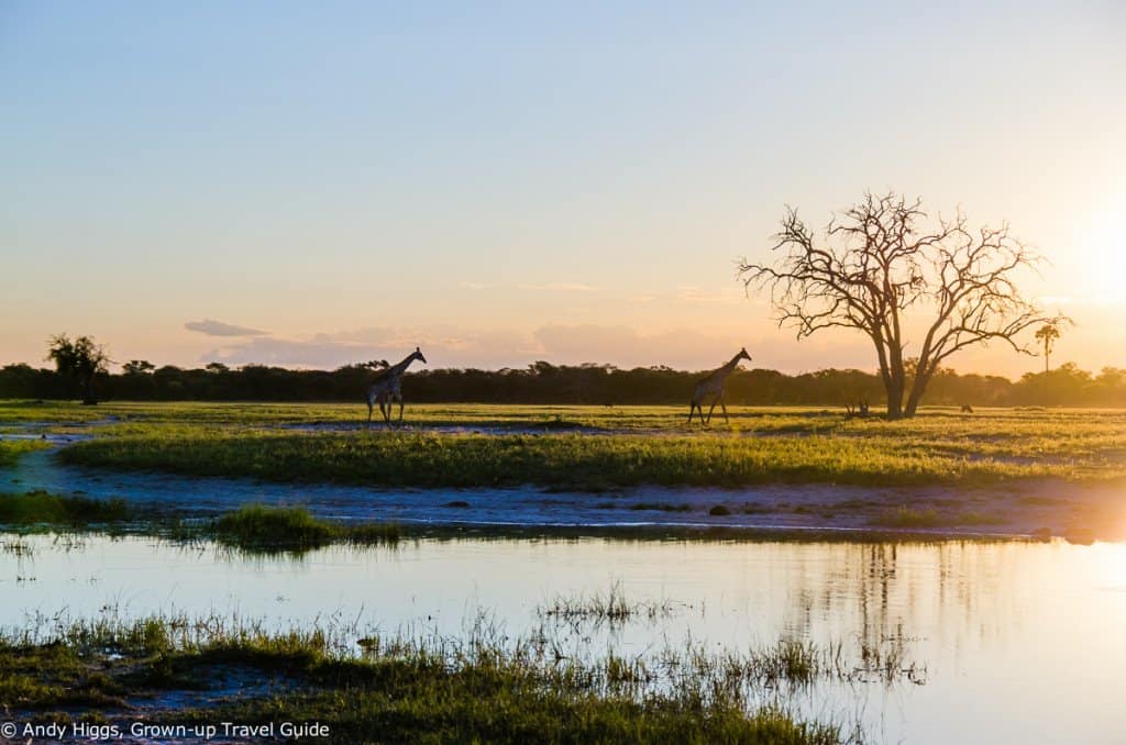 Giraffes