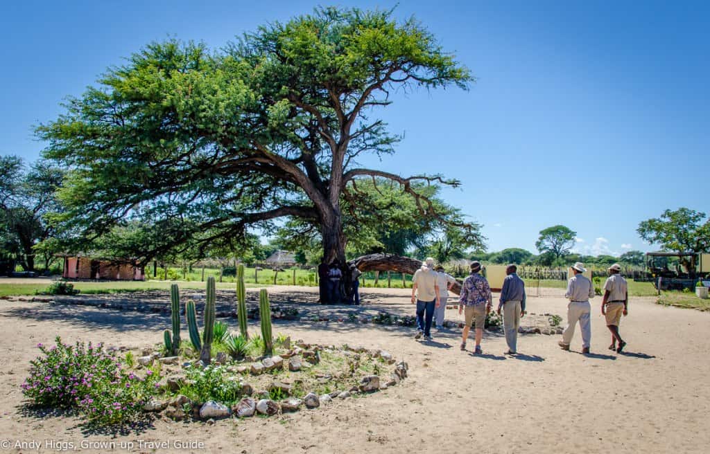 Ngamo Tree