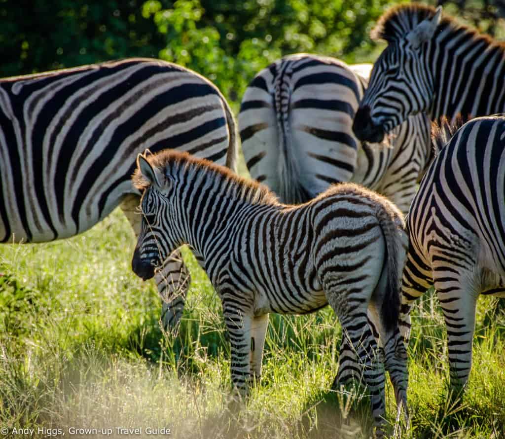 Baby zebra