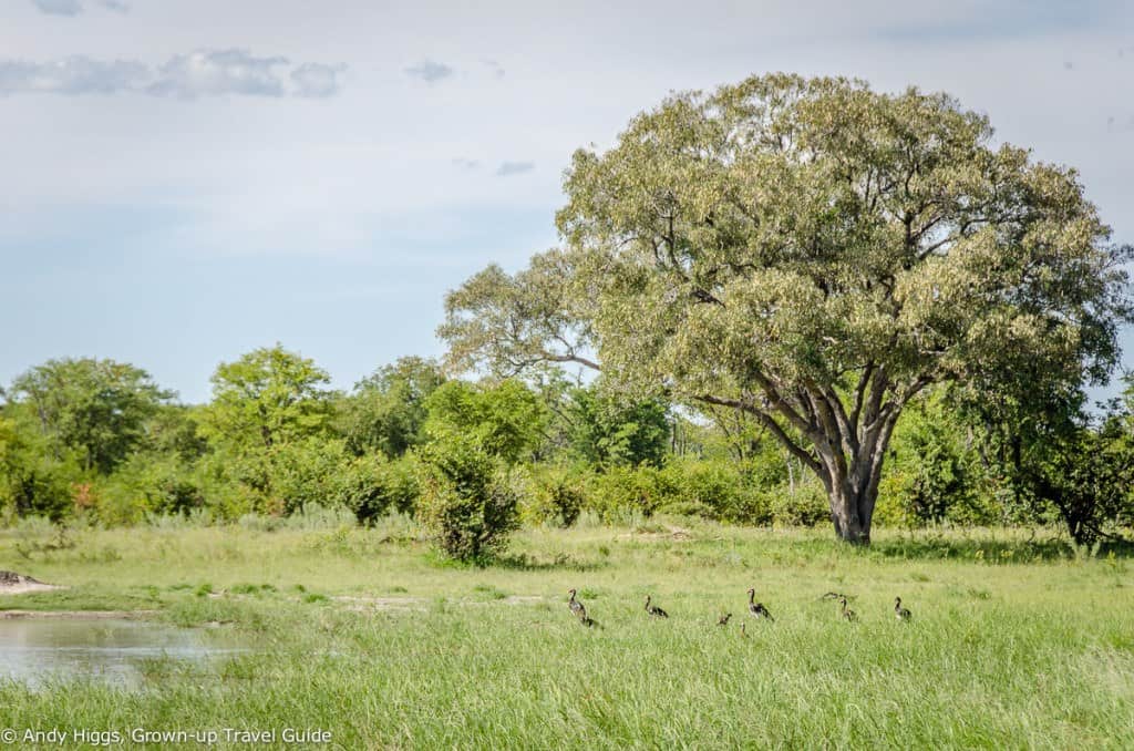 Birds by water