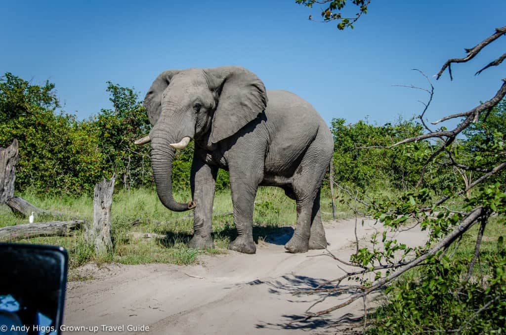 Elephant in road on way to Maun