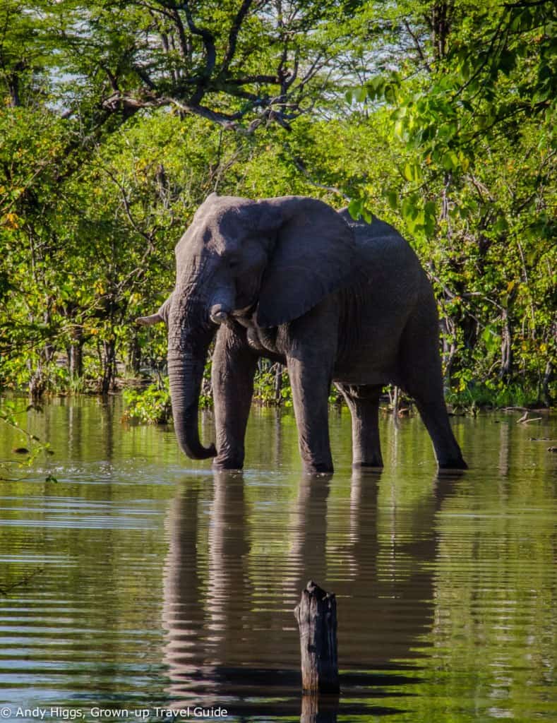 Elephant near tents Hyena Pan