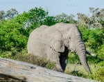 Read more about the article An unforgettable Botswana safari: Part 2 – Moremi Game Reserve