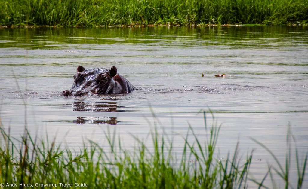 Hippo watching