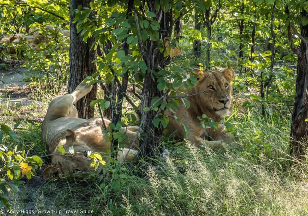 Laid back lions