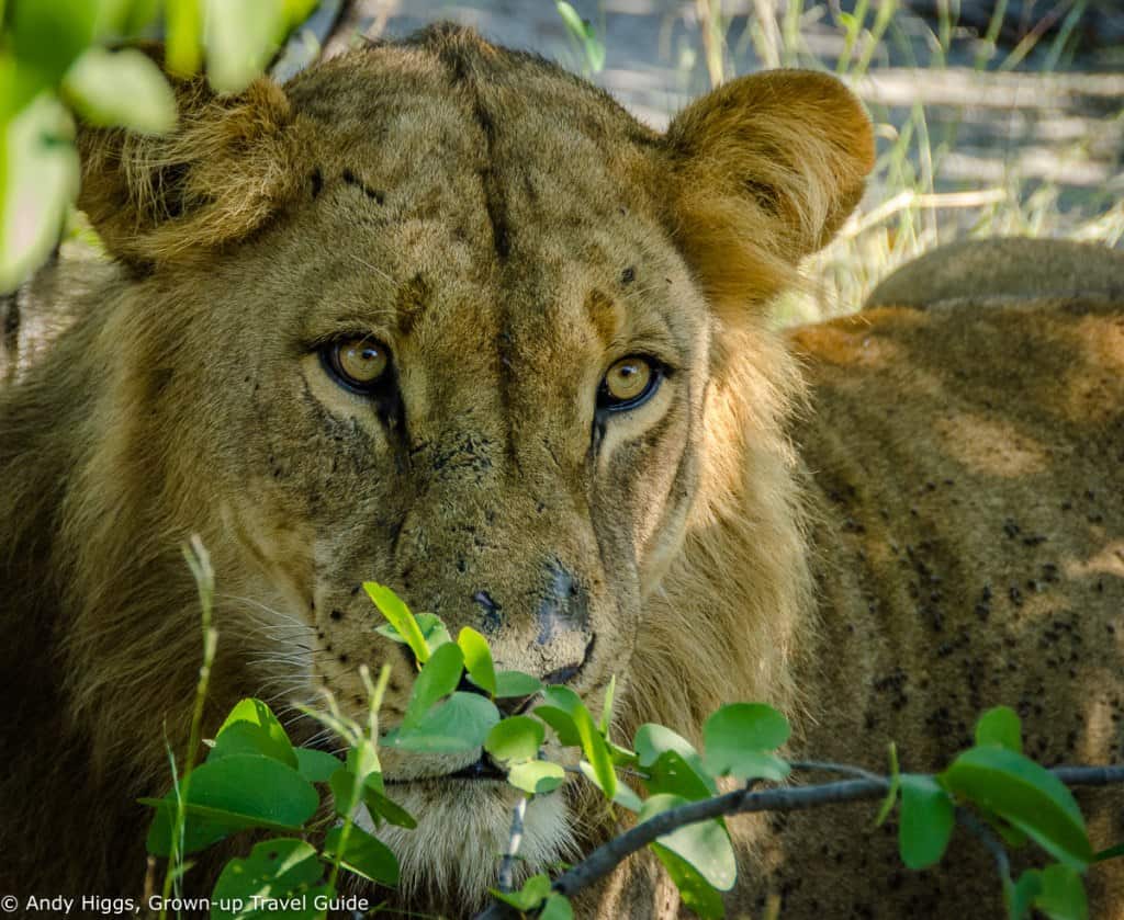 Lion closeup