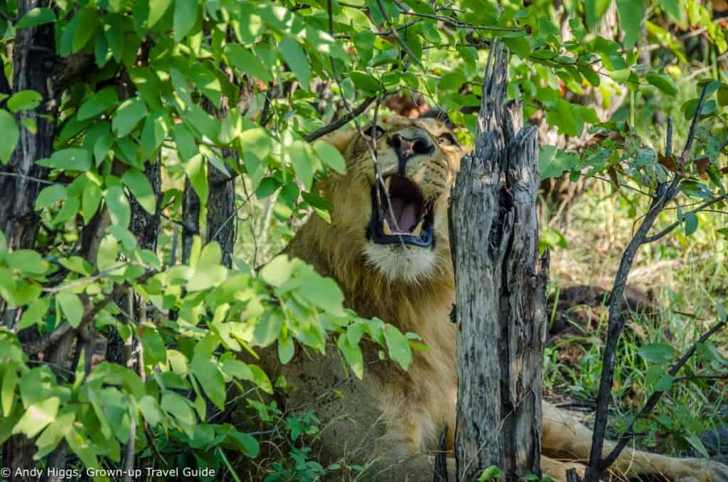 Lion irritated by branch