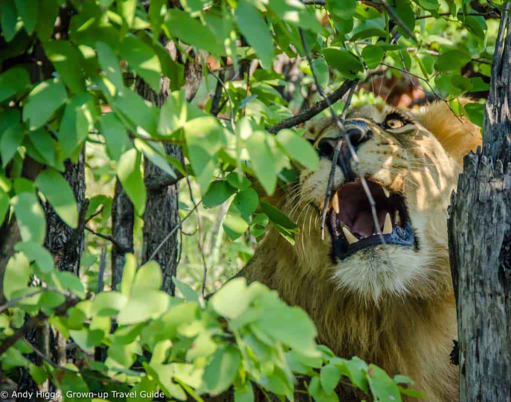 Lion irritated by branch 2