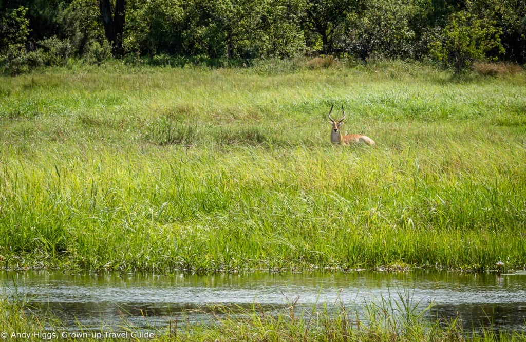 Red Lechwe