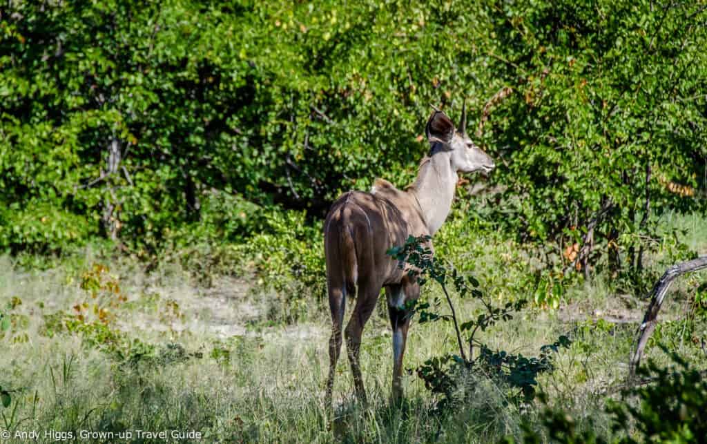 Stag