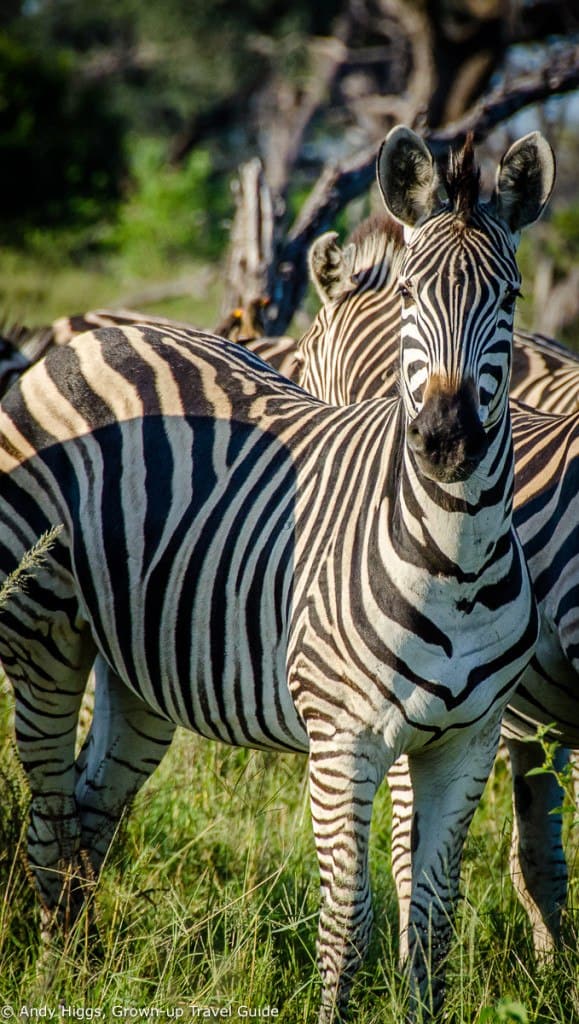 Zebra looking at us