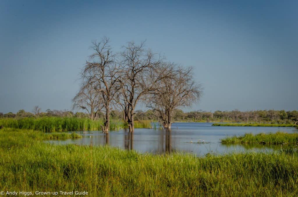 Dead trees in water