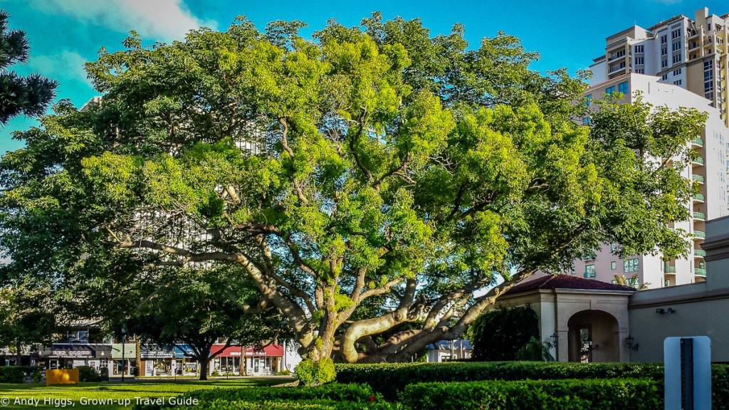 Huge tree