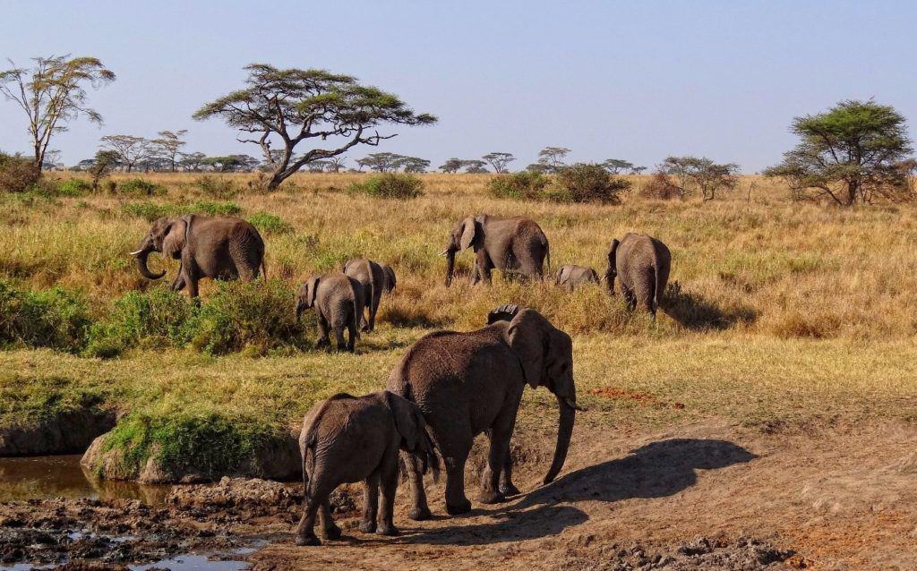 Best destinations for seeing elephants in Africa - Grown-up Travel 