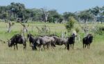 Read more about the article How to choose your safari travel style