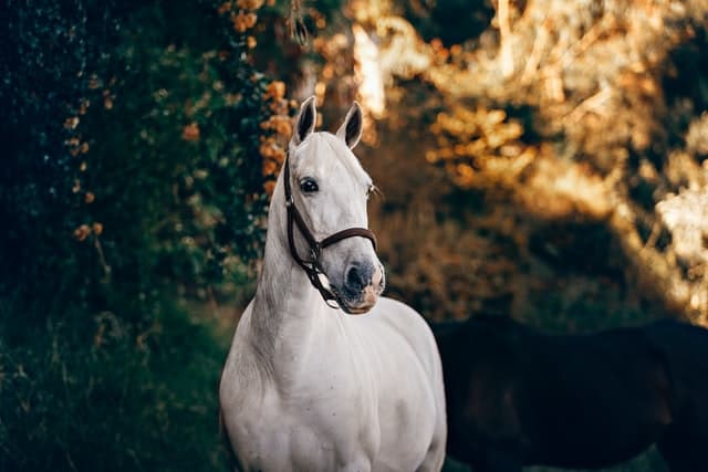 Read more about the article Horse Riding 101: Everything You Need to Know