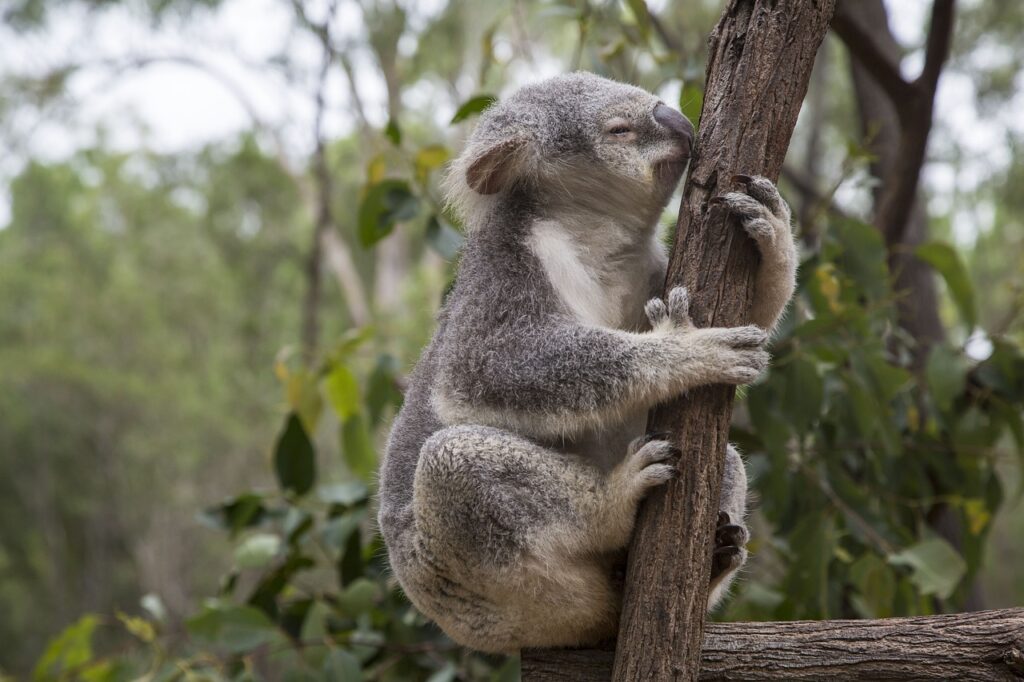 Koala bear in tree