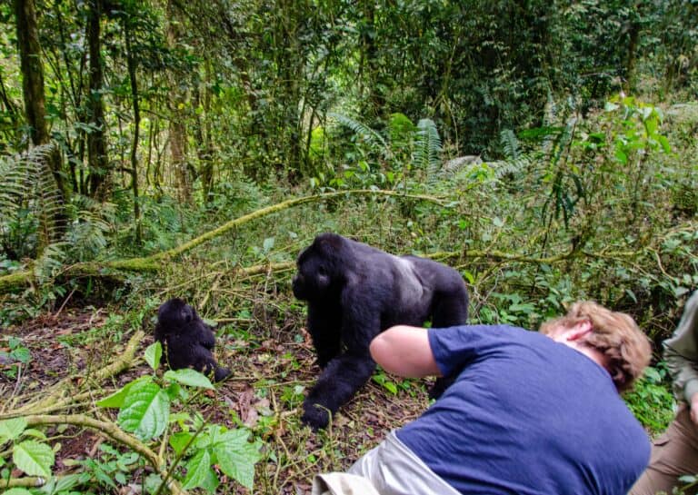 What Makes a Uganda Safari Truly Unforgettable